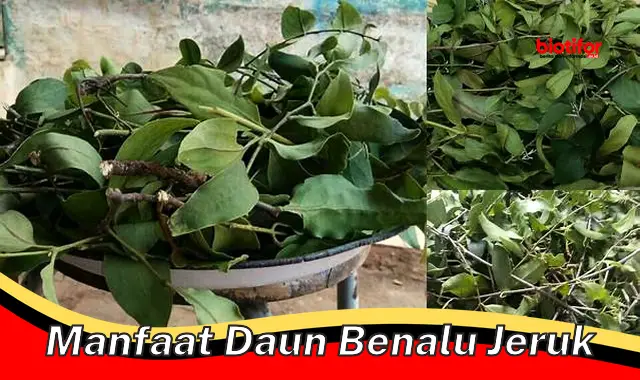 manfaat daun benalu jeruk manfaat daun benalu jeruk