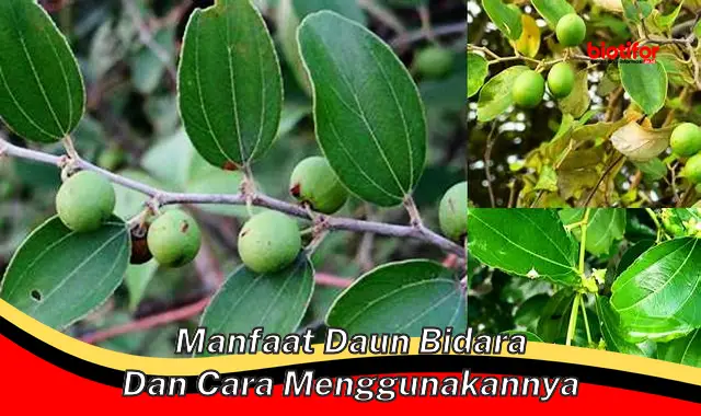 Temukan Khasiat dan Cara Penggunaan Daun Bidara yang Jarang Diketahui