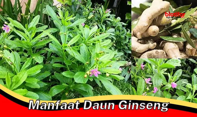 Temukan Manfaat Daun Ginseng Yang Jarang Diketahui