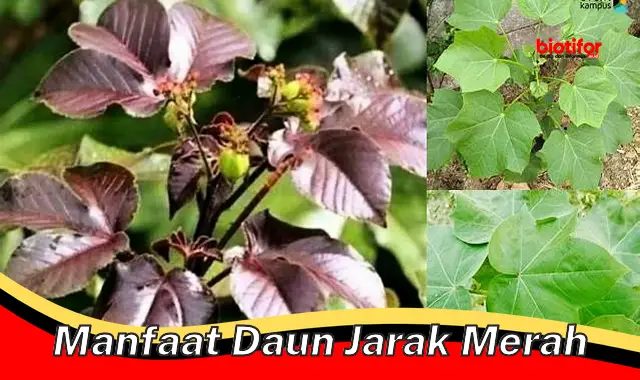 Temukan Khasiat Ajaib Daun Jarak Merah yang Jarang Diketahui!