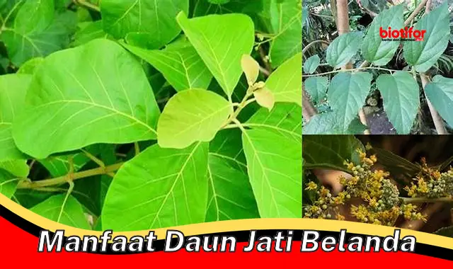 Ungkap Manfaat Daun Jati Belanda yang Jarang Diketahui