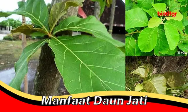 Temukan Khasiat Daun Jati yang Jarang Diketahui