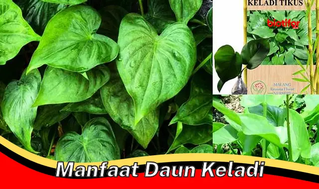 5 Manfaat Daun Keladi yang Jarang Diketahui yang Harus Anda Ketahui