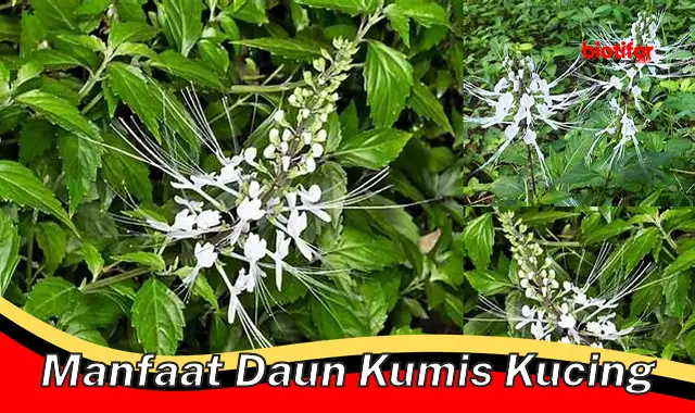 manfaat daun kumis kucing manfaat daun kumis kucing