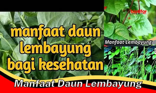 Temukan Manfaat Daun Lembayung: Rahasia yang Wajib Diketahui