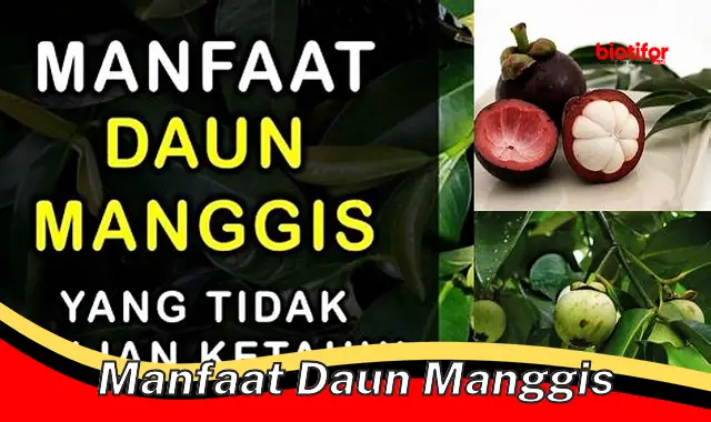 manfaat daun manggis manfaat daun manggis