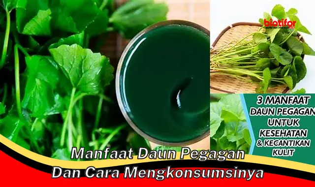 5 Manfaat Daun Pegagan yang Jarang Diketahui, Perlu Anda Ketahui!