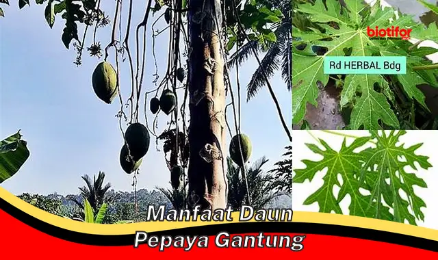 manfaat daun pepaya gantung manfaat daun pepaya gantung