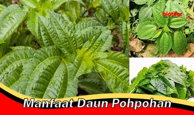 manfaat daun pohpohan manfaat daun pohpohan