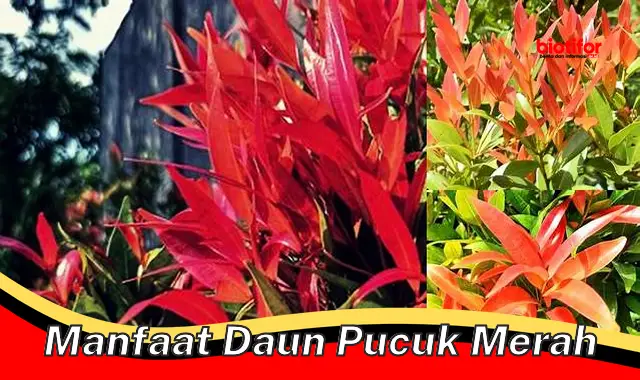 Temukan Manfaat Daun Pucuk Merah yang Jarang Diketahui