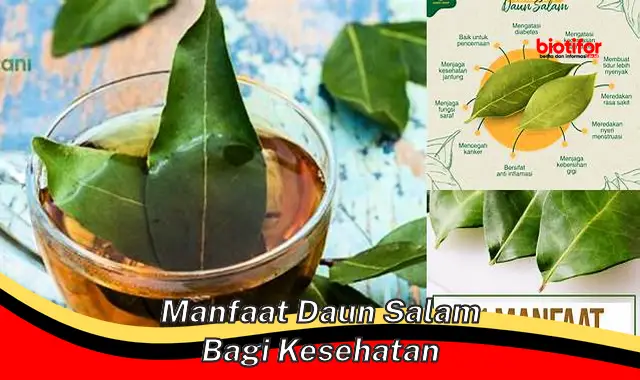 manfaat daun salam bagi kesehatan manfaat daun salam bagi kesehatan