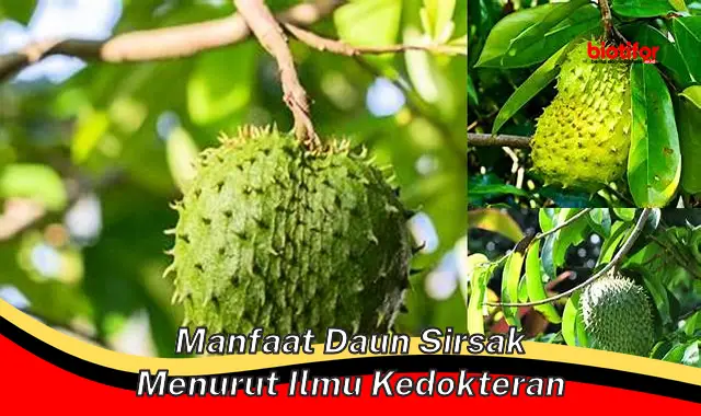 Temukan Manfaat Daun Sirsak Menurut Kedokteran yang Jarang Diketahui