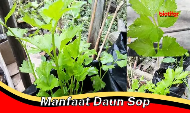 Temukan Rahasia Daun Sop yang Jarang Diketahui