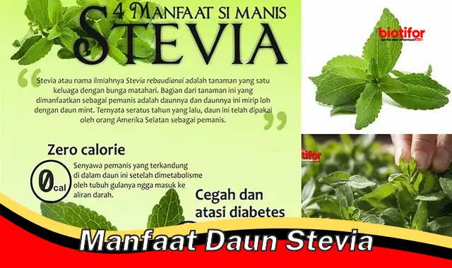 5 Manfaat Daun Stevia Jarang Diketahui yang Perlu Anda Ketahui