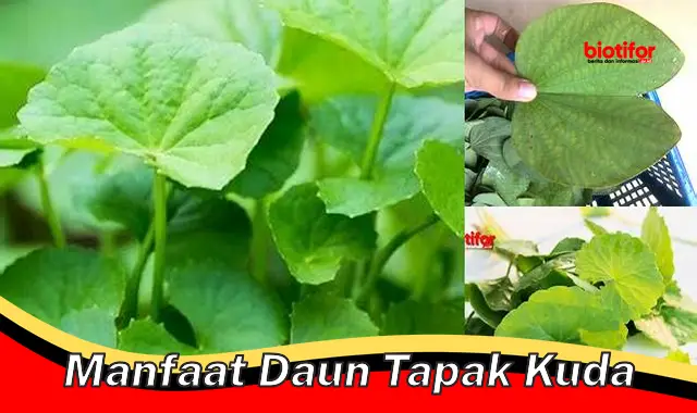 Temukan Rahasia Daun Tapak Kuda yang Jarang Diketahui