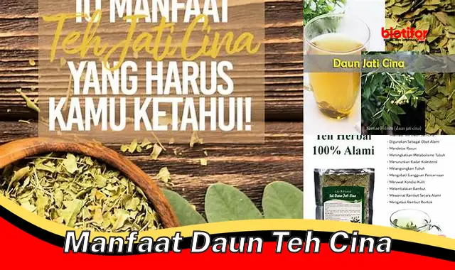 manfaat daun teh cina manfaat daun teh cina