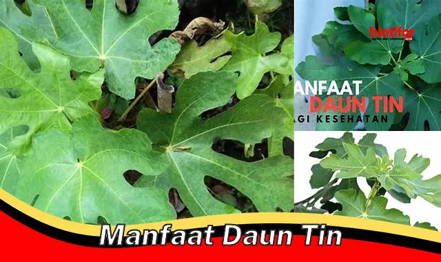 5 Manfaat Daun Tin yang Jarang Diketahui