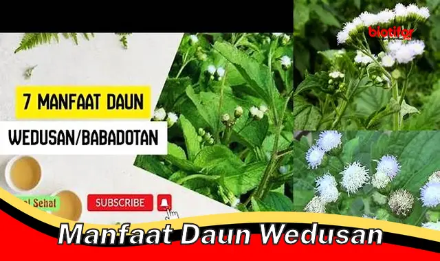 Temukan Manfaat Daun Wedusan yang Jarang Diketahui