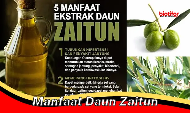 Temukan Manfaat Daun Zaitun yang Belum Diketahui