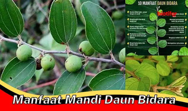 manfaat mandi daun bidara manfaat mandi daun bidara