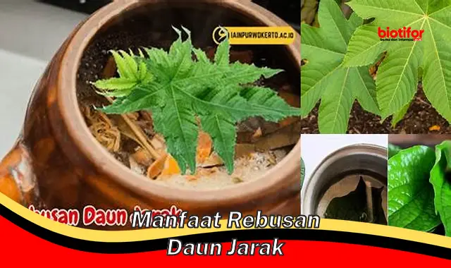 manfaat rebusan daun jarak manfaat rebusan daun jarak