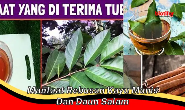 Temukan Manfaat Menakjubkan Rebusan Kayu Manis dan Daun Salam yang Jarang Diketahui