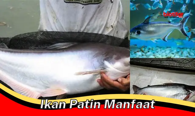 Temukan 5 Manfaat Ikan Patin yang Perlu Diketahui