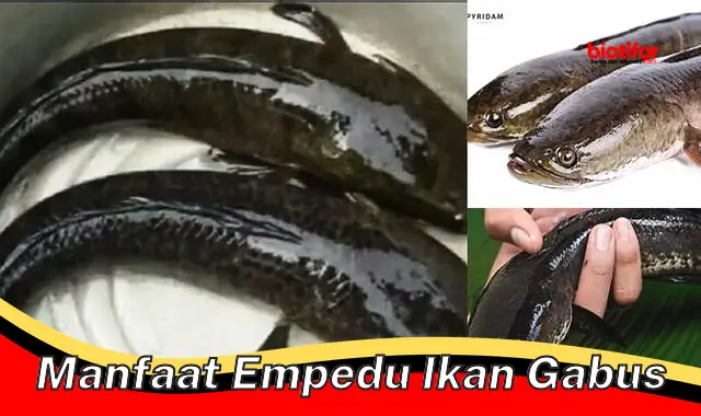 Temukan Rahasia Khasiat Empedu Ikan Gabus yang Jarang Diketahui