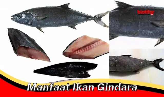 Temukan Manfaat Ikan Gindara yang Jarang Terungkap