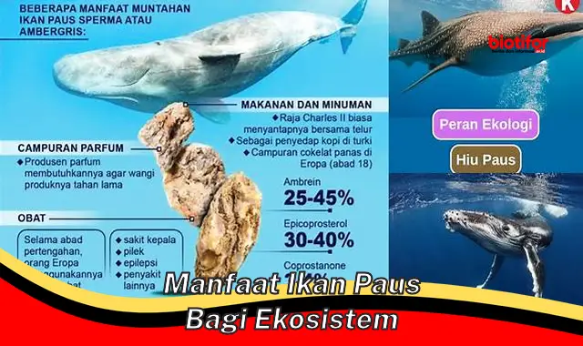 Temukan Rahasia Paus: 5 Manfaat Luar Biasa untuk Ekosistem Kita