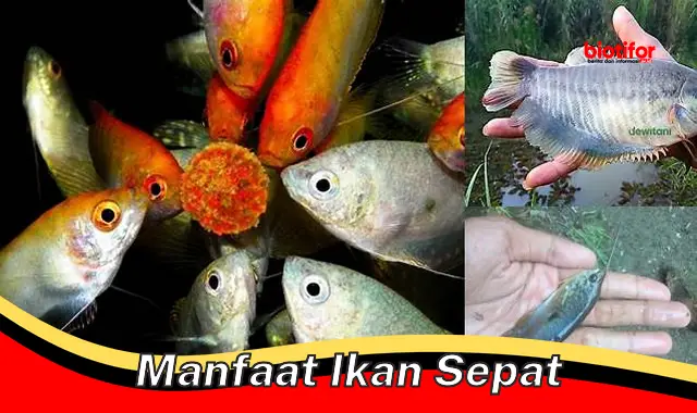 Temukan Manfaat Ikan Sepat Langka yang Perlu Anda Ketahui!