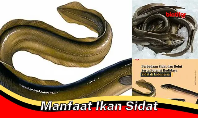 Temukan 5 Manfaat Ikan Sidat yang Jarang Anda Ketahui