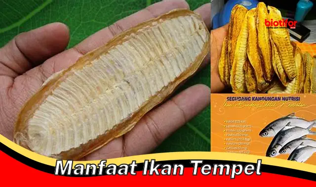 Temukan 5 Manfaat Ikan Tempel yang Jarang Diketahui