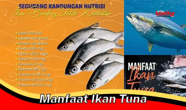 5 Manfaat Ikan Tuna yang Jarang Diketahui