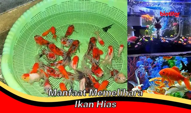 Temukan Manfaat Memelihara Ikan Hias yang Jarang Diketahui