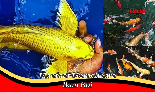 5 Manfaat Memelihara Ikan Koi yang Jarang Diketahui