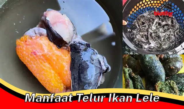 Temukan Manfaat Telur Ikan Lele yang Jarang Diketahui