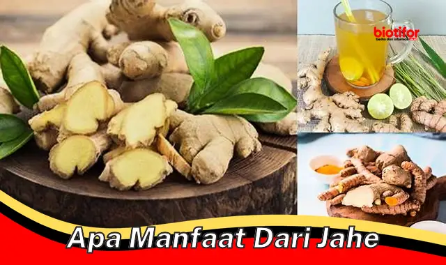 5 Manfaat Jahe Jarang Diketahui yang Perlu Kamu Tahu