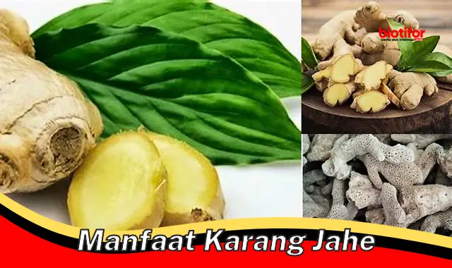 Temukan Manfaat Karang Jahe yang Jarang Diketahui