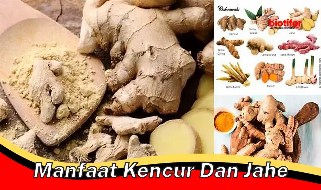 Temukan Manfaat Rahasia Kencur dan Jahe yang Jarang Diketahui