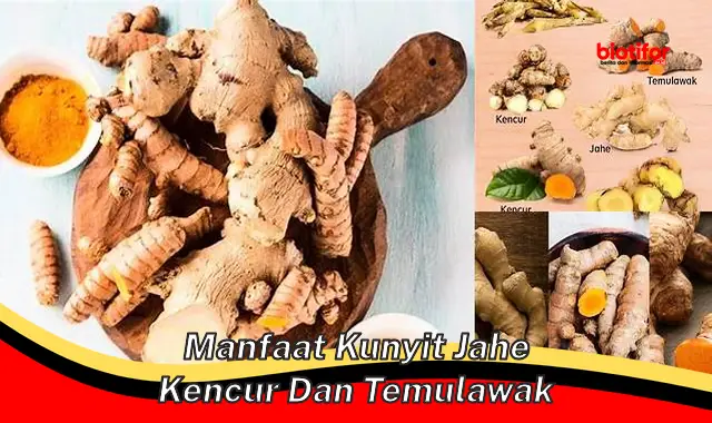 Temukan Manfaat Rahasia Kunyit, Jahe, Kencur, dan Temulawak yang Jarang Diketahui