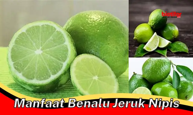 Temukan Manfaat Benalu Jeruk Nipis yang Jarang Diketahui!