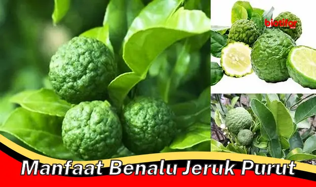 5 Manfaat Benalu Jeruk Purut yang Jarang Diketahui