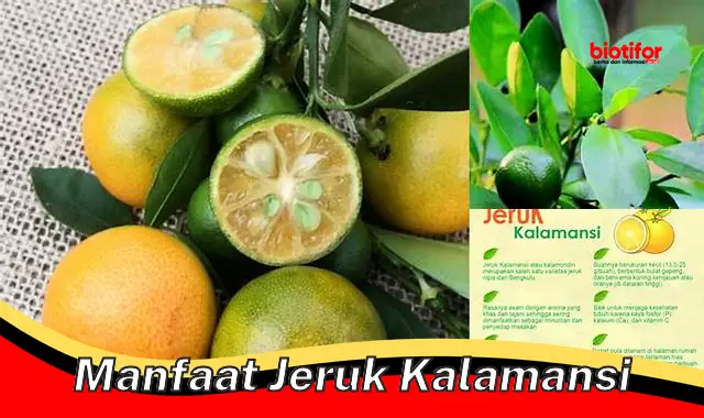 Temukan Khasiat Jeruk Kalamansi yang Jarang Diketahui