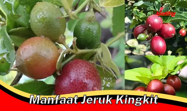 Temukan Manfaat Jeruk Kingkit yang Jarang Diketahui