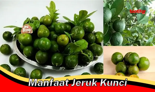 Temukan Manfaat Jeruk Kunci yang Jarang Diketahui