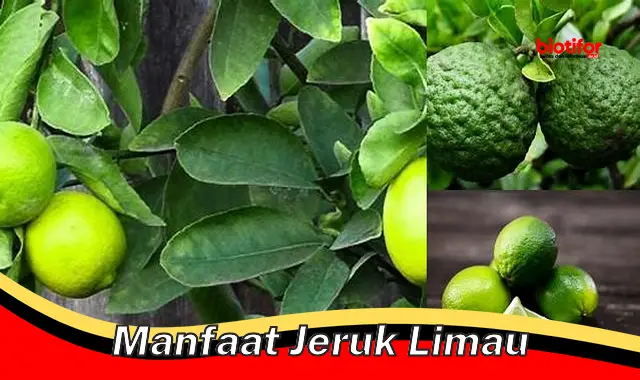 Temukan Manfaat Hebat Jeruk Limau yang Jarang Diketahui