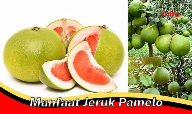 Temukan Manfaat Jeruk Pamelo Yang Jarang Diketahui