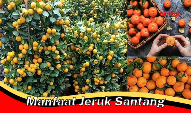 Temukan Manfaat Jeruk Santang yang Perlu Anda Tahu