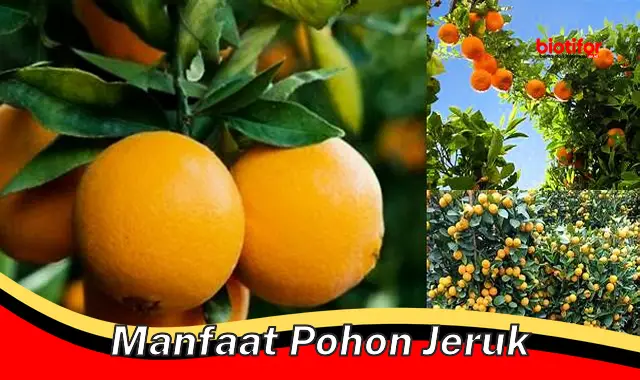 Temukan Manfaat Pohon Jeruk Anda Perlu Ketahui